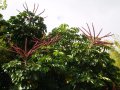 Brassia actynophylla _arbres à ombrelle_ - arbre exotique ornement 7-8m